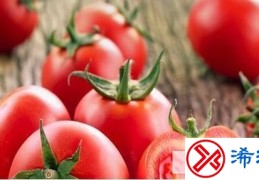 西红柿的营养价值及功效有哪些(西红柿有什么营养与功效)