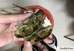 为什么死螃蟹不能吃(为什么死螃蟹不能吃速冻的螃蟹可以吃)